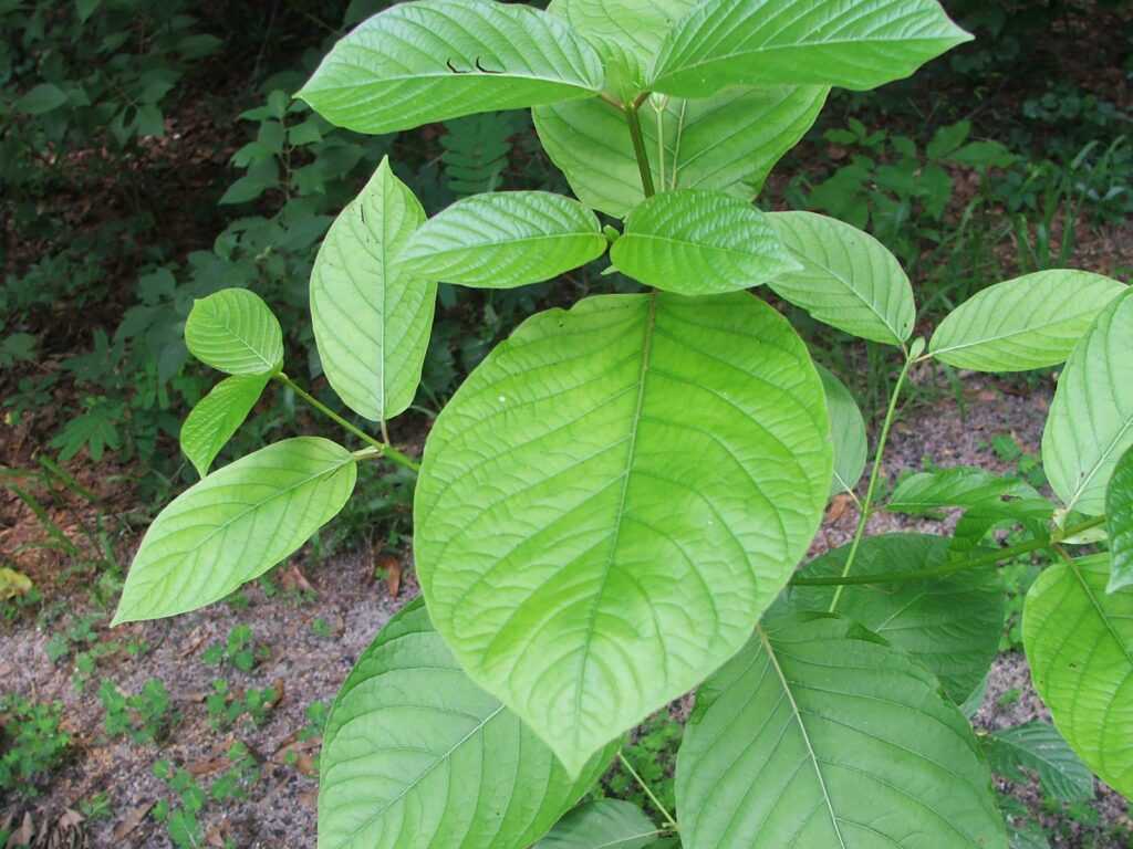 Kratom: přehled účinků a využití -> Stručné informace