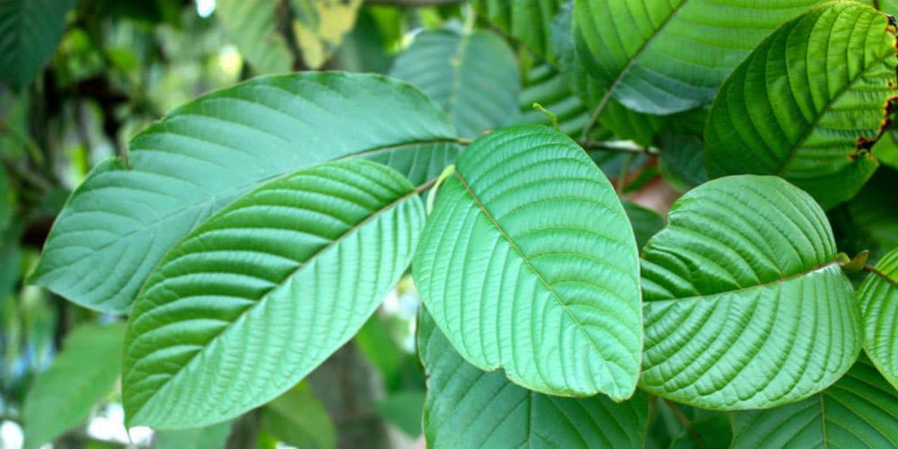 Kratom může ovlivnit hladinu dopaminu v mozku, a tím i náladu, motivaci a energii. Krátkodobě může pomoci, ale při dlouhodobém a neřízeném užívání může dojít ke snížení přirozené produkce dopaminu. Proto je důležité používat kratom s rozmyslem.